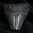 Bartgain Inch Georgia Megalodon Tooth #1376-1